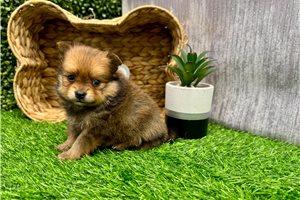 Fernando - puppy for sale