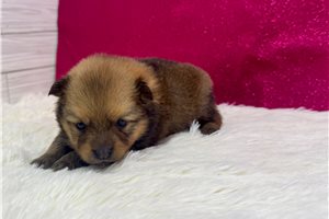 Bryn - Pomeranian for sale