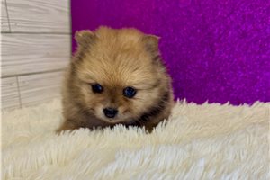 Doris - Pomeranian for sale