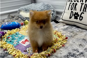 Ruby - Pomeranian for sale