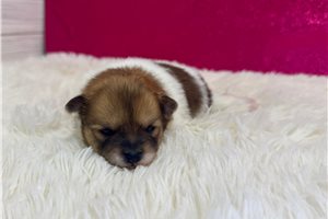 Heidi - puppy for sale