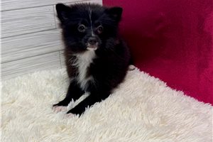 Aimee - Pomeranian for sale