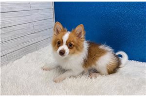 Victor - Pomeranian for sale