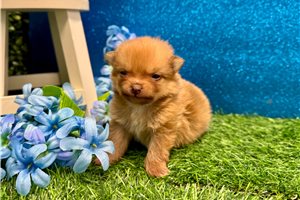 Ruby - Pomeranian for sale