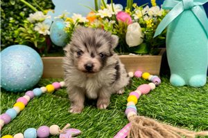 Yasmine - Pomeranian for sale