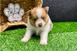 Victor - puppy for sale