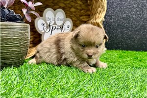 Vegas - puppy for sale