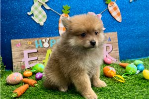 Forrest - Pomeranian for sale