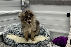 Yasmine - Pomeranian for sale