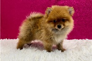Abigail - Pomeranian for sale