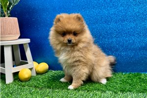 Kimberly - Pomeranian for sale