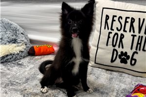 Aimee - Pomeranian for sale