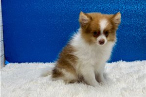 Victor - Pomeranian for sale