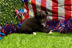 Aimee - Pomeranian for sale