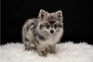 Yasmine - Pomeranian for sale