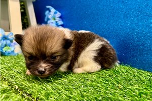 Roger - puppy for sale