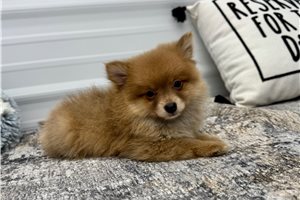 Otis - Pomeranian for sale