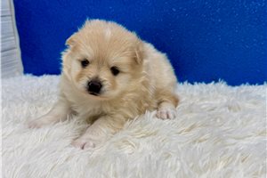Harrison - Pomeranian for sale