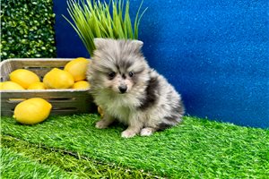Yasmine - Pomeranian for sale