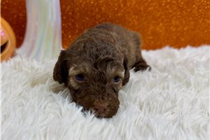 Carlton - Miniature Poodle for sale