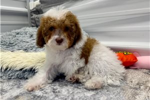 Ford - Poodle, Miniature for sale