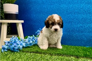 Bart - Poodle, Miniature for sale