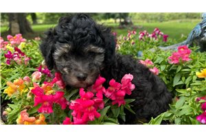 Tucker - Poodle, Miniature for sale