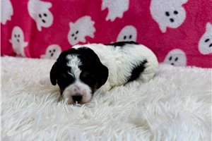 Julie - puppy for sale