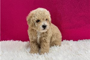 Vanna - Poodle, Miniature for sale