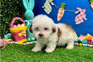 Paul - Poodle, Miniature for sale