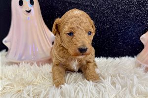 Madison - Miniature Poodle for sale