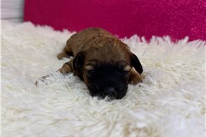 Vicky - puppy for sale