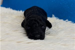 Vanderson - puppy for sale