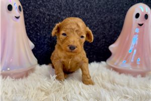 Monica - Miniature Poodle for sale