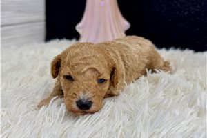 Muriel - Miniature Poodle for sale