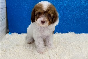 Ford - Poodle, Miniature for sale