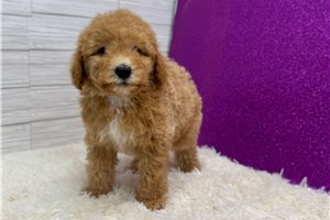 Muriel - Miniature Poodle for sale