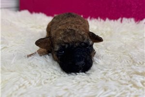 Vespa - puppy for sale