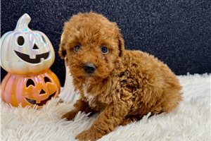 Murphy - Miniature Poodle for sale