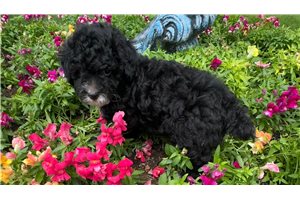 Guy - Miniature Poodle for sale