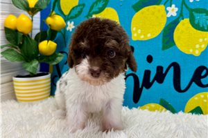 Alyssa - Poodle, Miniature for sale