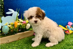 Princess - Poodle, Miniature for sale