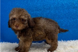 Carlton - puppy for sale
