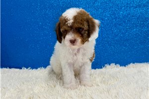 Ford - Poodle, Miniature for sale