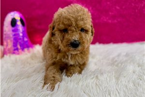 Muriel - Miniature Poodle for sale