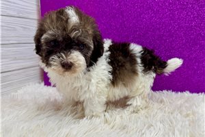 Caris - Miniature Poodle for sale