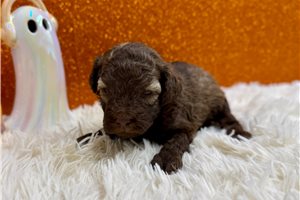 Carlito - Miniature Poodle for sale