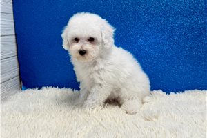 Volt - Poodle, Miniature for sale