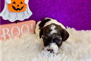 Caris - Miniature Poodle for sale