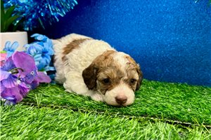 Bunny - puppy for sale